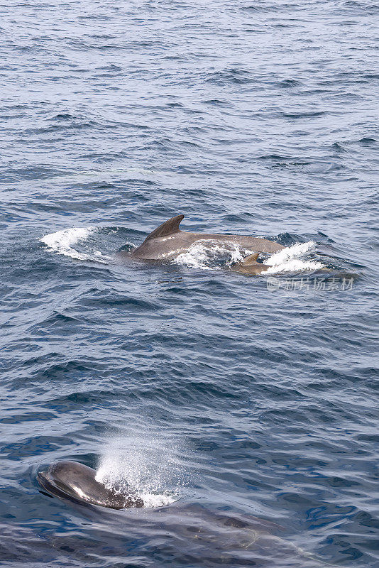 垂直拍摄的一群领航鲸(Globicephala melas)在挪威安第斯附近海岸的挪威海钴蓝色水域中滑行